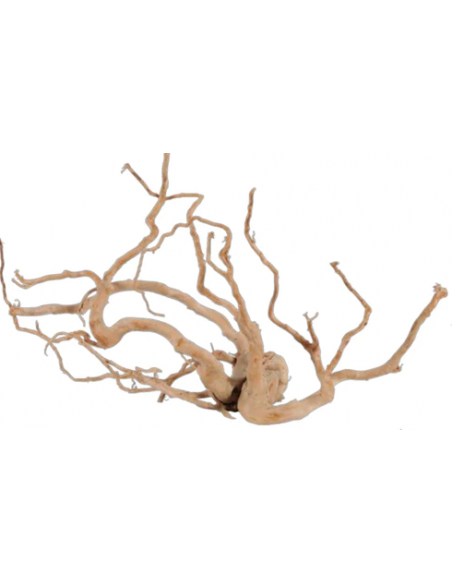 zolux legno racine araignee red wood 10-30cm 356050