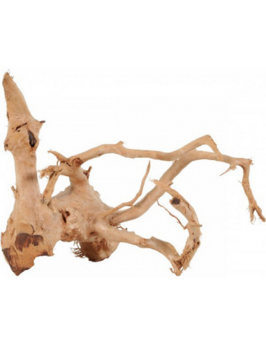 zolux legno racine araignee red wood...