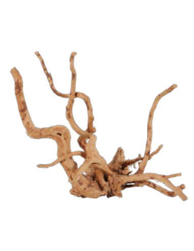 zolux legno racine araignee red wood...