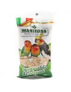 manitoba semi parrocchetti...