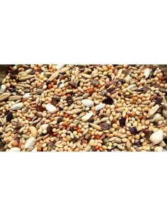 manitoba agapornis semi...