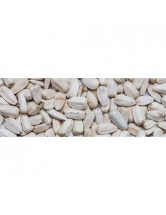 manitoba girasole bianco egitto 15kg 3066sa (ex 3067sa)