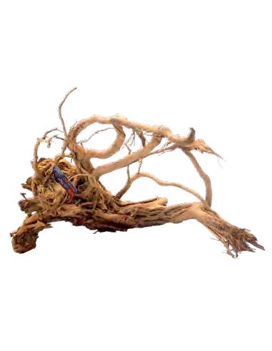 mant af110408 legno azalea radice m