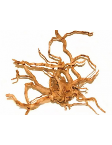 ZOLUX LEGNO RACINE ARAIGNEE RED WOOD...