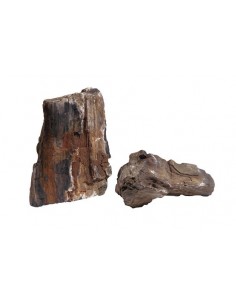 roccia legno fossile