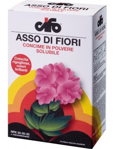 cifo asso di fiori 1kg 110806
