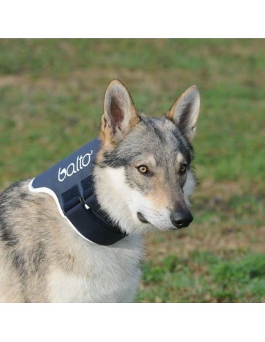 balto collare rigido