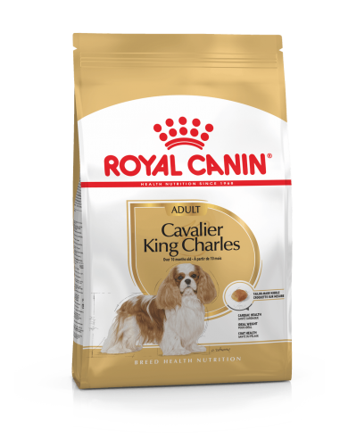 royal dog r.cavalier king adulto...