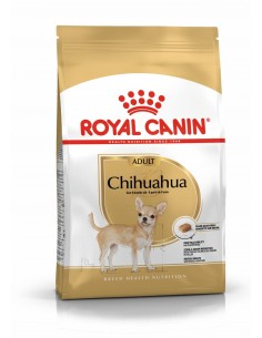 royal dog r.chihuahua adult...