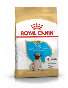 royal dog r.carlino puppy...